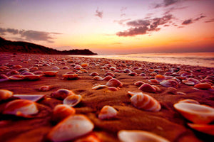 Seashells in sunset at Palmachim beach Israel