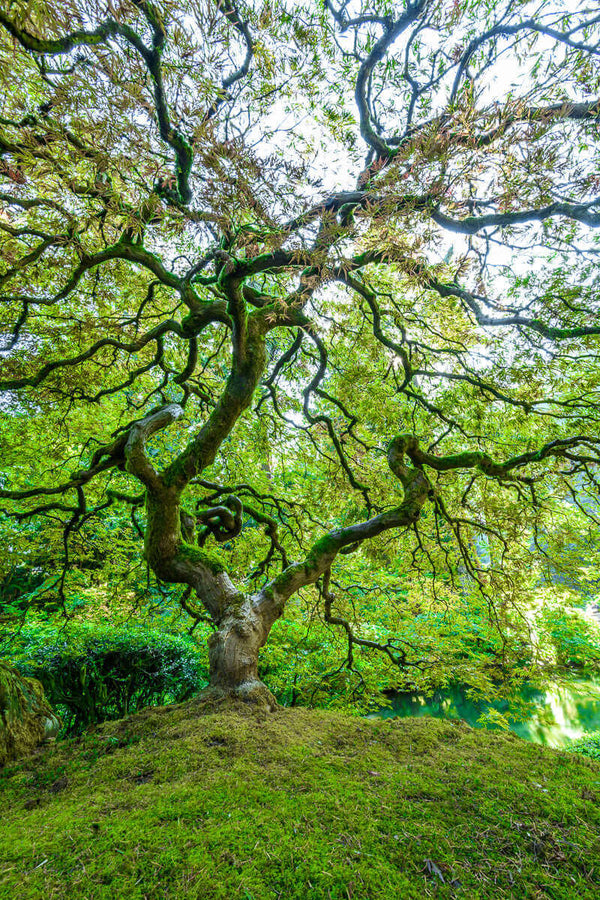 Green Japanese maple tree in Portland Oregon