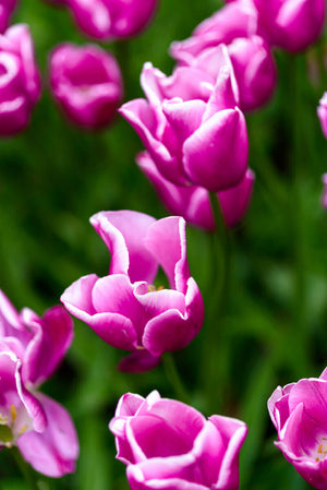 Purple tulips in Holland