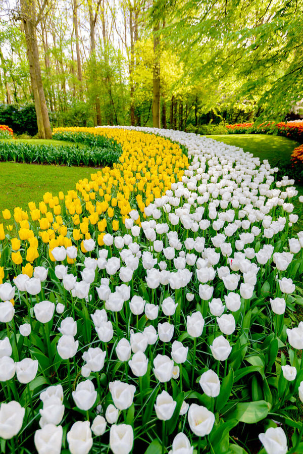 White and Yellow tulips in Holland
