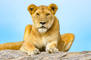 Lion sitting on rock Tanzania Africa