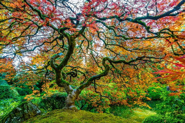 Maple tree