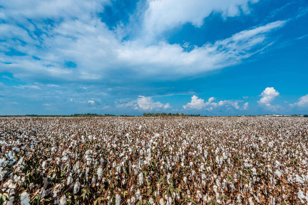 Cotton field Israel