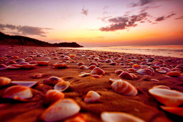 Seashells in sunset at Palmachim beach Israel
