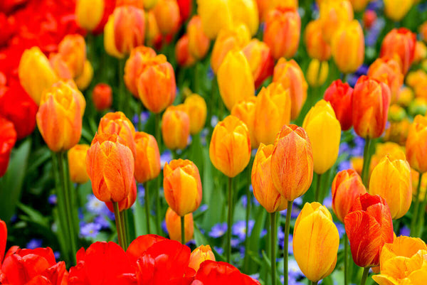 Colored tulips in Holland