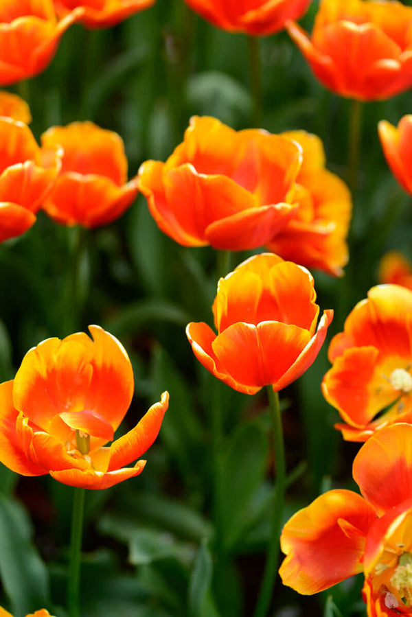 Orange tulips in Holland