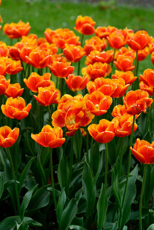Orange tulips in Holland