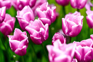 Purple tulips in Holland