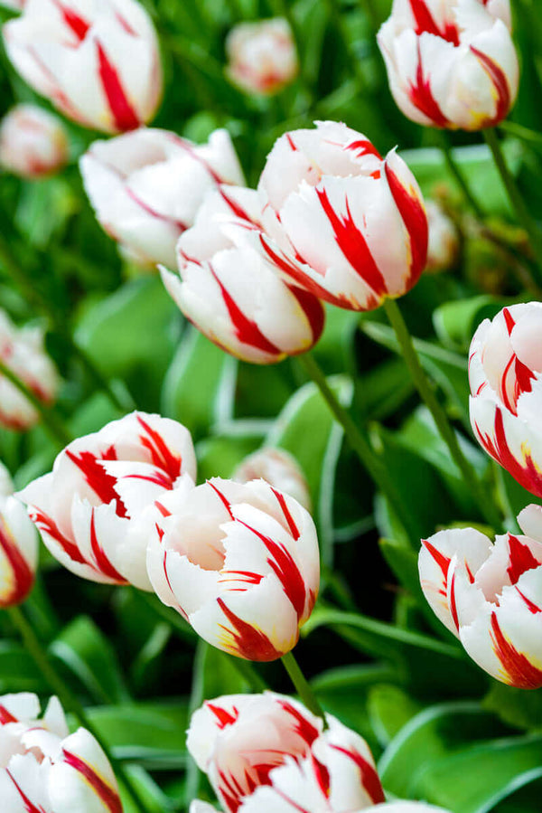 Red and White tulips in Holland