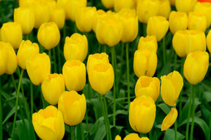 Yellow tulips in Holland