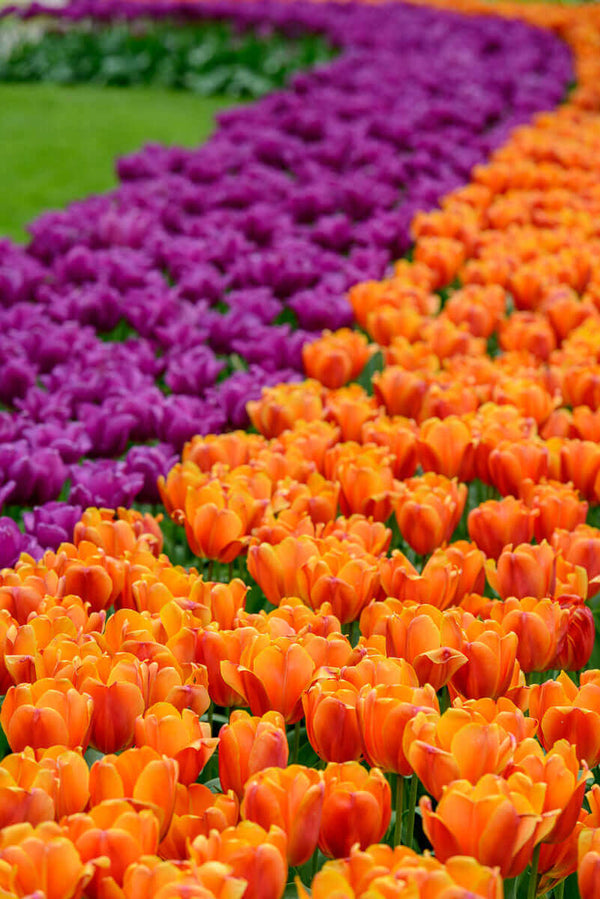 Orange and Purple tulips in Holland