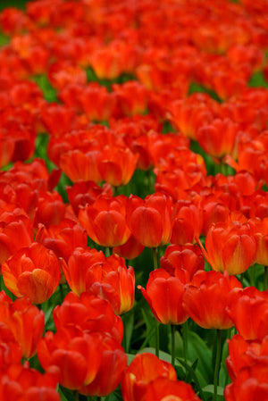 Red tulips in Holland