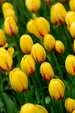 Yellow tulips in Holland