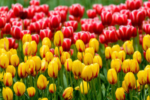 Tulips in Holland