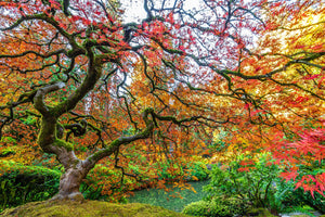 Portland Oregon Japanese maple tree