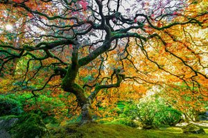 Portland Oregon Japanese maple tree