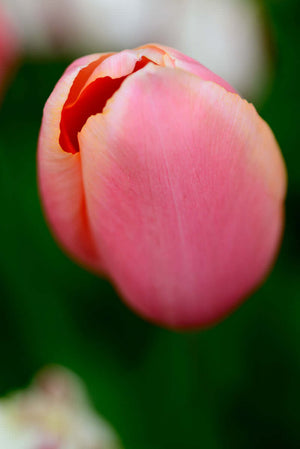 Pink tulip in Holland