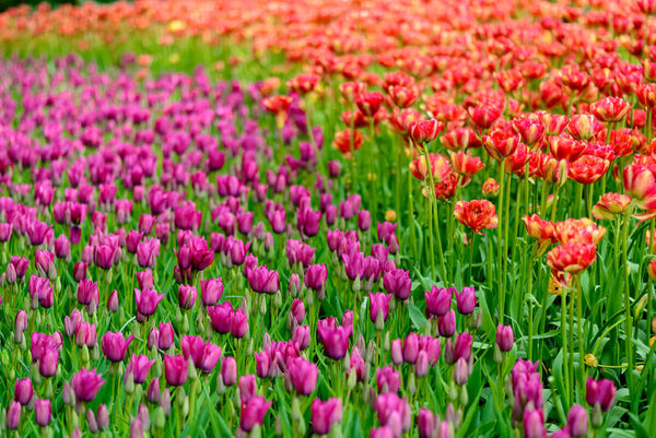 Orange and purple tulips in Holland