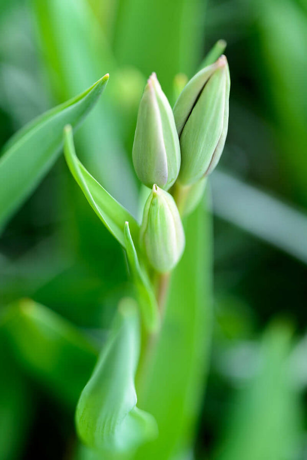 Green Tulip