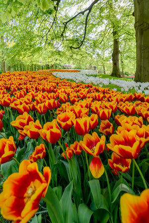 Yellow and red tulips in Holland