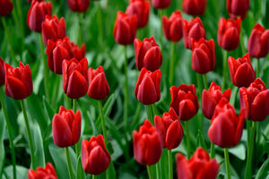 Red tulips in Holland