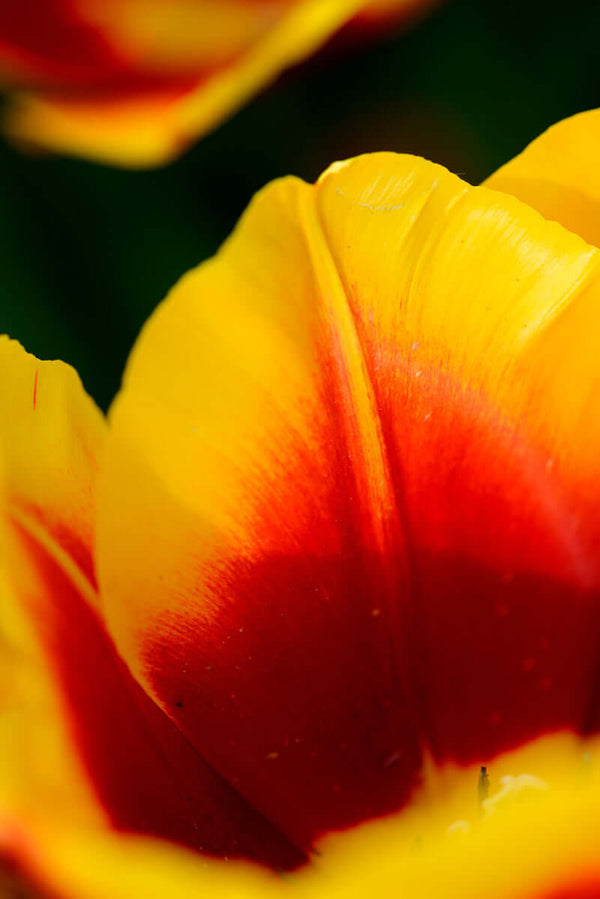 Yellow and red tulips in Holland