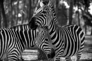 Two zebras Black and White