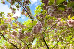 Cherry blossom Netherlands