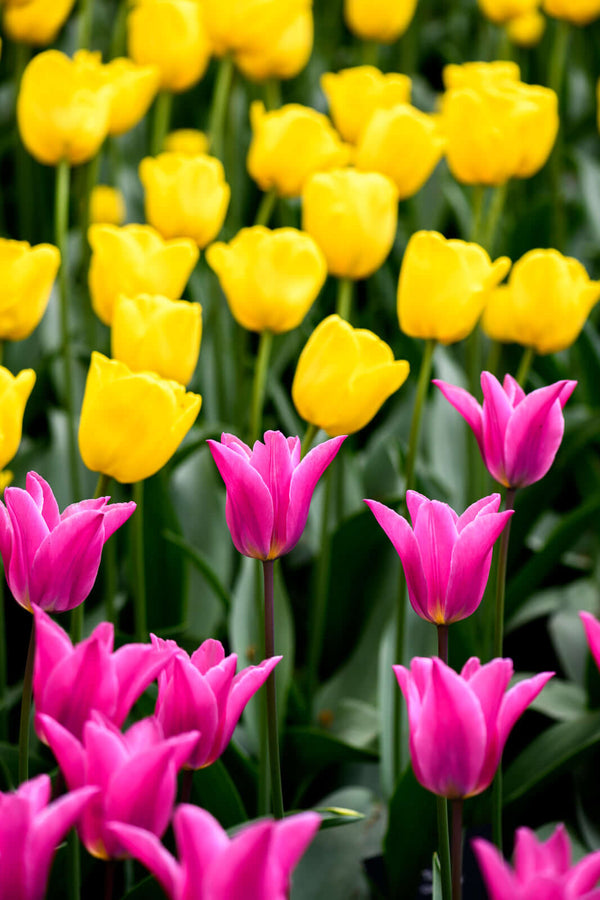 Pink and yellow tulips in Holland
