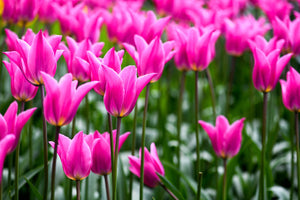 Pink tulips in Holland