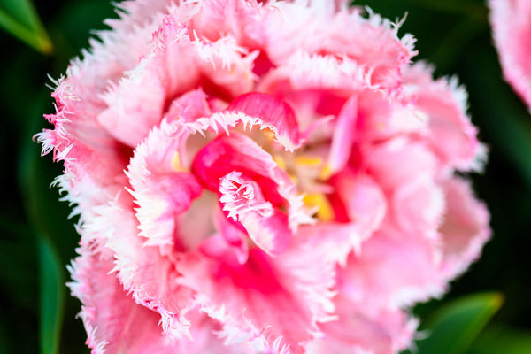 Pink flower macro