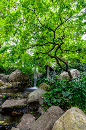 Green tree with waterfall in Holland