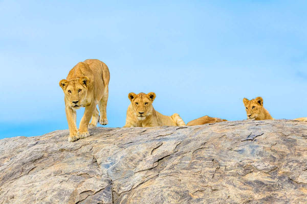 Lions in Serengeti Tanzania Africa