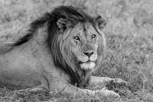 Lion in Serengeti Tanzania Africa Black and White