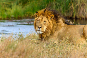 Lion in the wild Africa