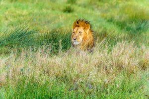 Lion in the wild Serengeti Tanzania Africa