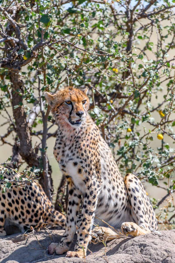 Cheetah after lunch in Serengeti Tanzania