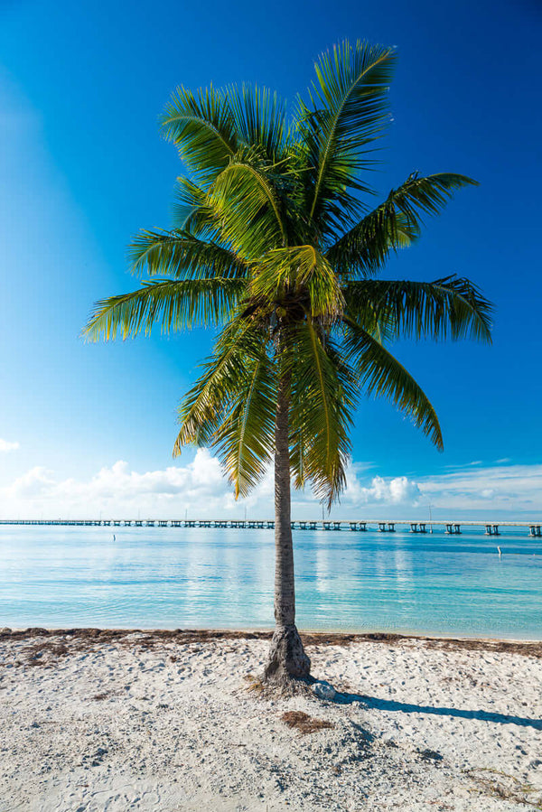 Palm tree in Bahia Honda Key Florida